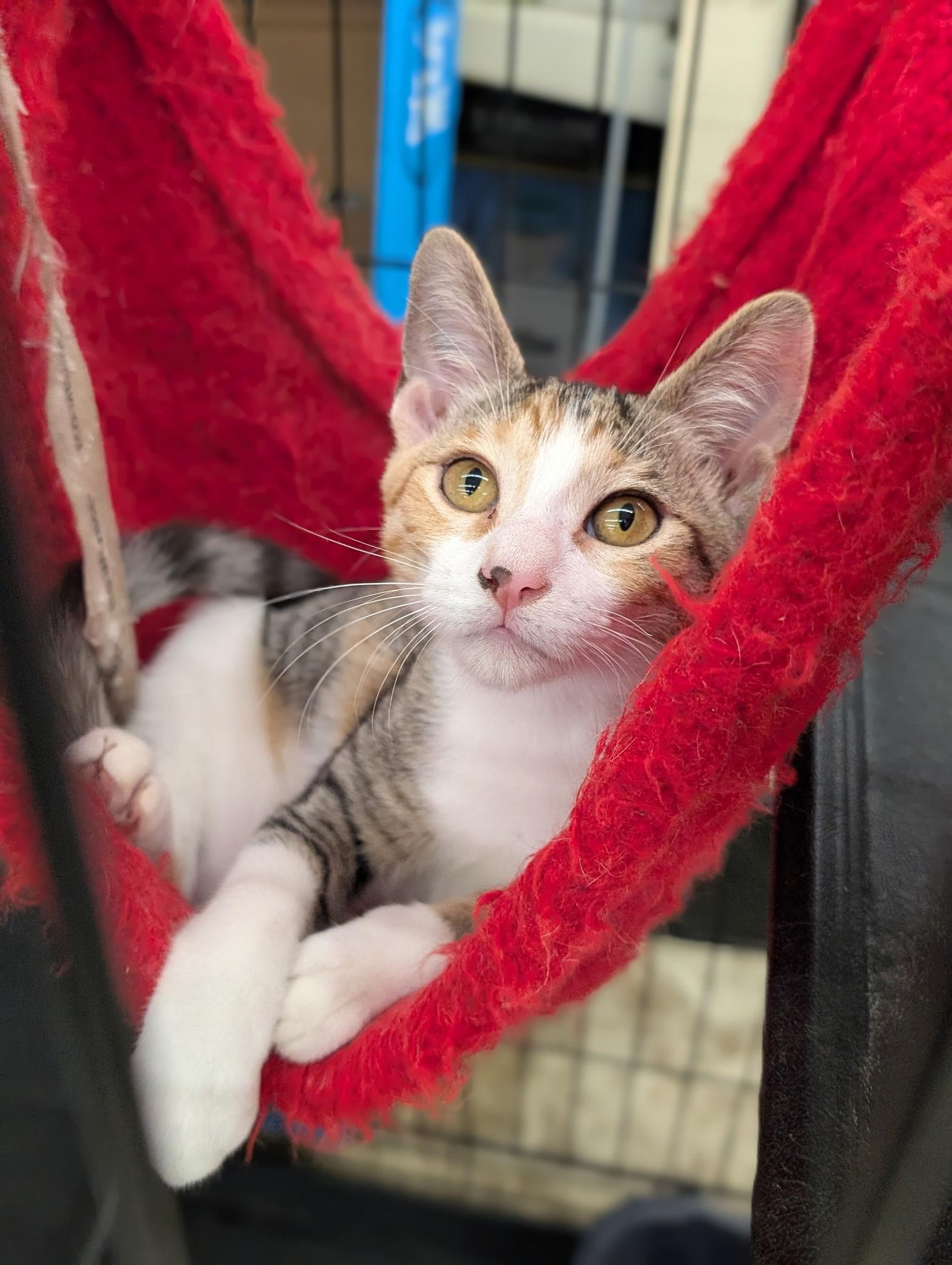 Etta (Tiff-fostered in New England), adopted, Kitten Female Domestic Short Hair & Tabby.