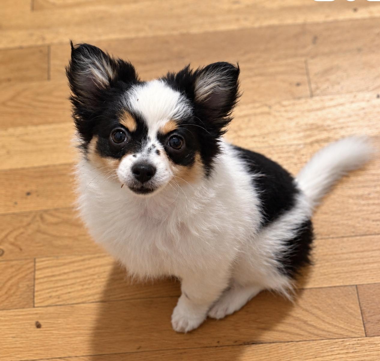 Enlarge Gizmo, a Adopted mixed breed in Puyallup, WA image 2/2