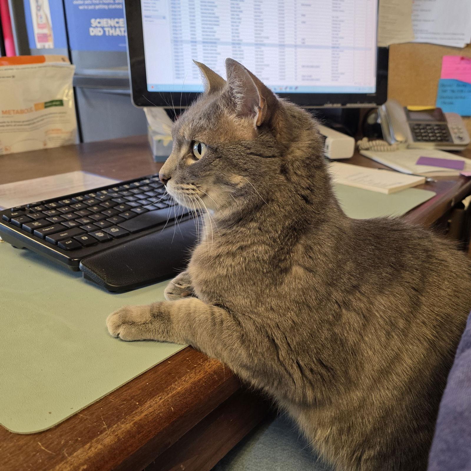 Ilari - AC Kitty!, Adoptable, Adult Male Domestic Short Hair.