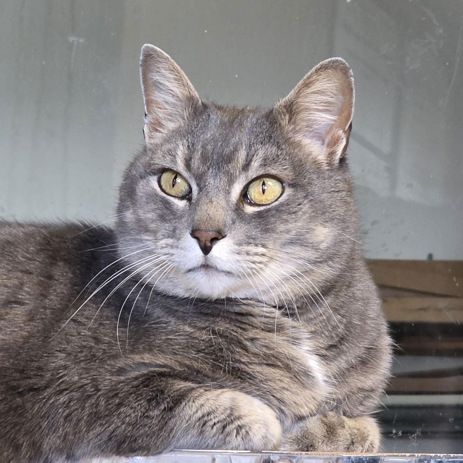 Ilari - AC Kitty!, a Adoptable Domestic Short Hair in Laramie, WY image 2/3