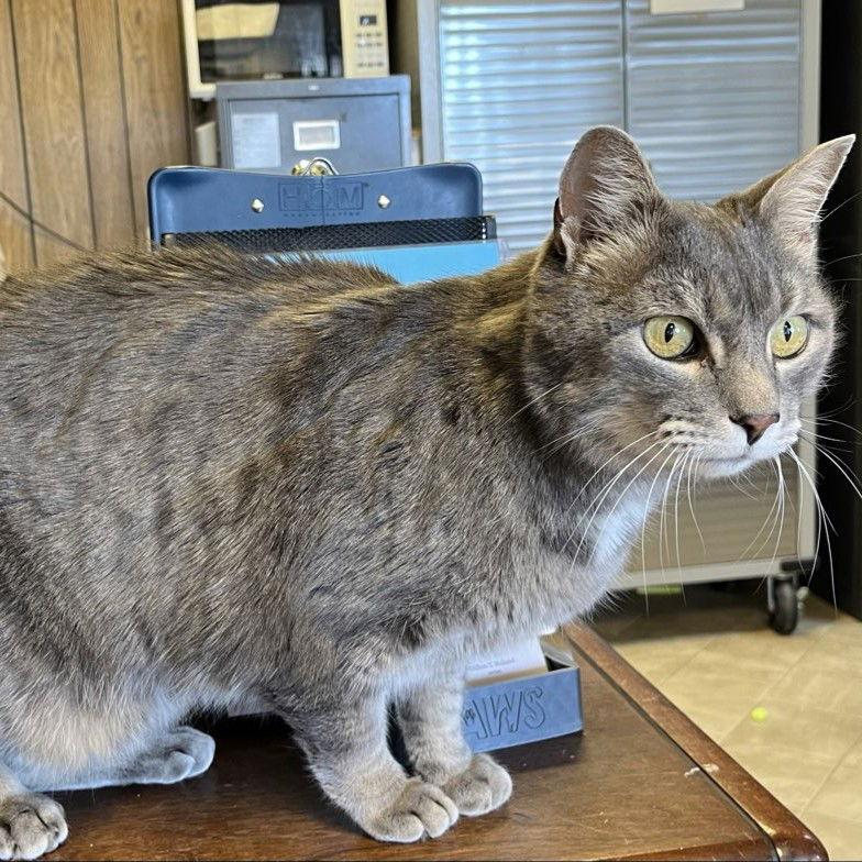 Ilari - AC Kitty!, a Adoptable Domestic Short Hair in Laramie, WY image 3/3
