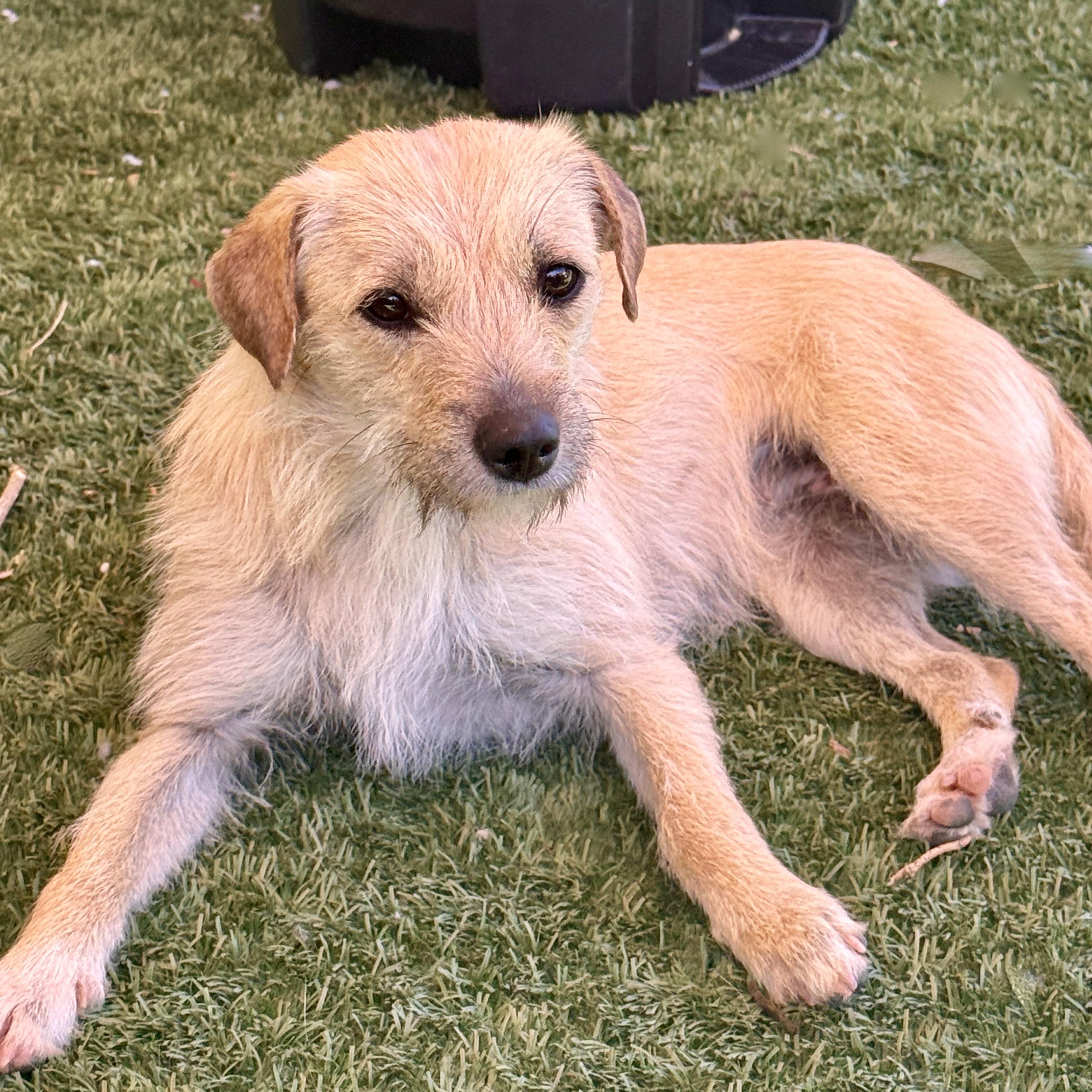 French Fry, a ADOPTABLE mixed breed in modesto, CA image 6/6