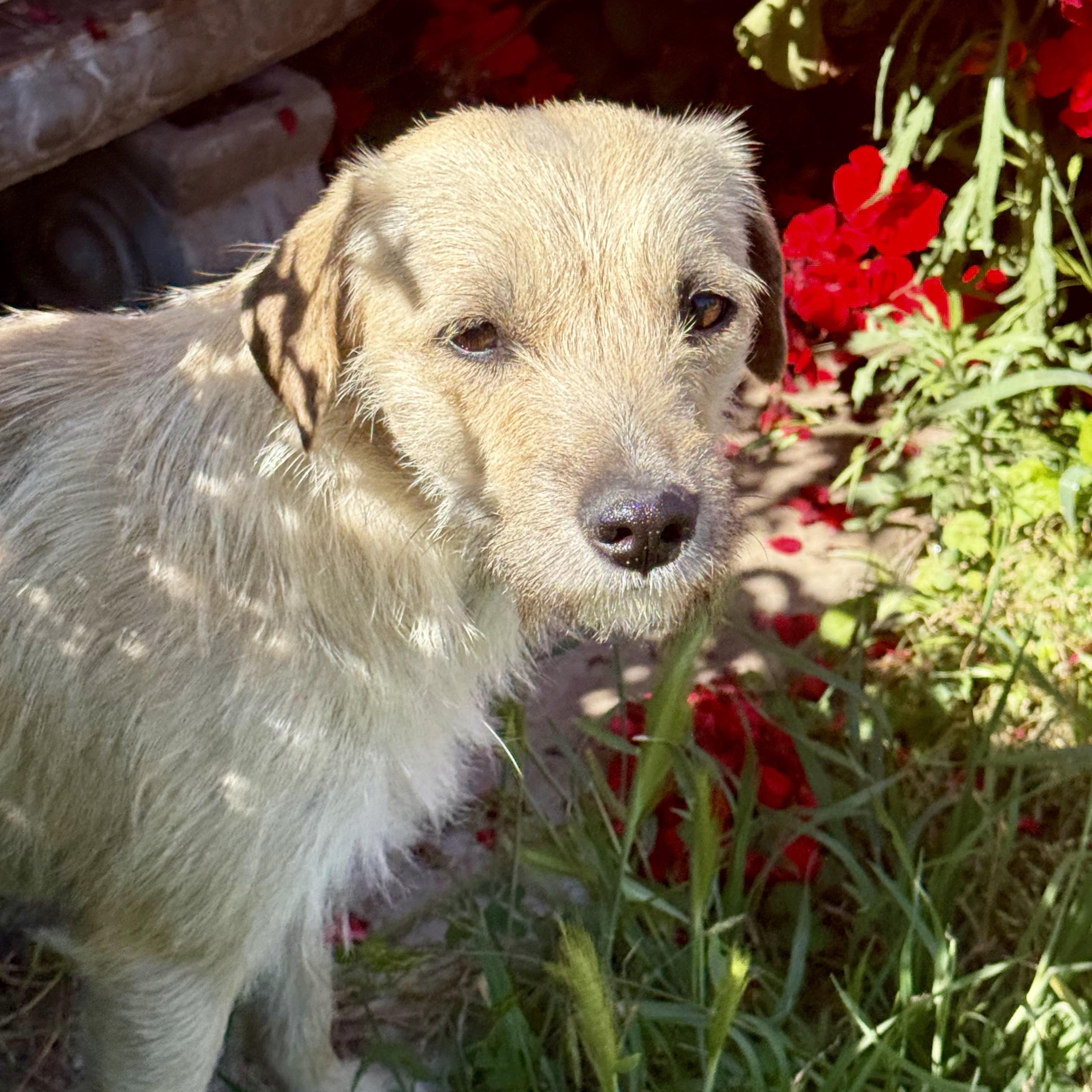 French Fry, a ADOPTABLE mixed breed in modesto, CA image 4/6