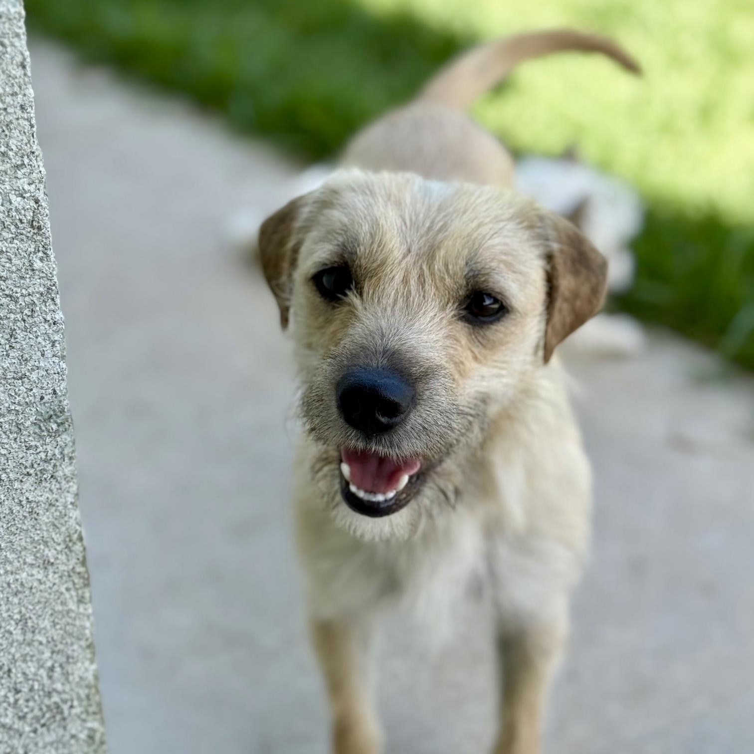 French Fry, ADOPTABLE, Young Female Portuguese Podengo & Parson Russell Terrier.
