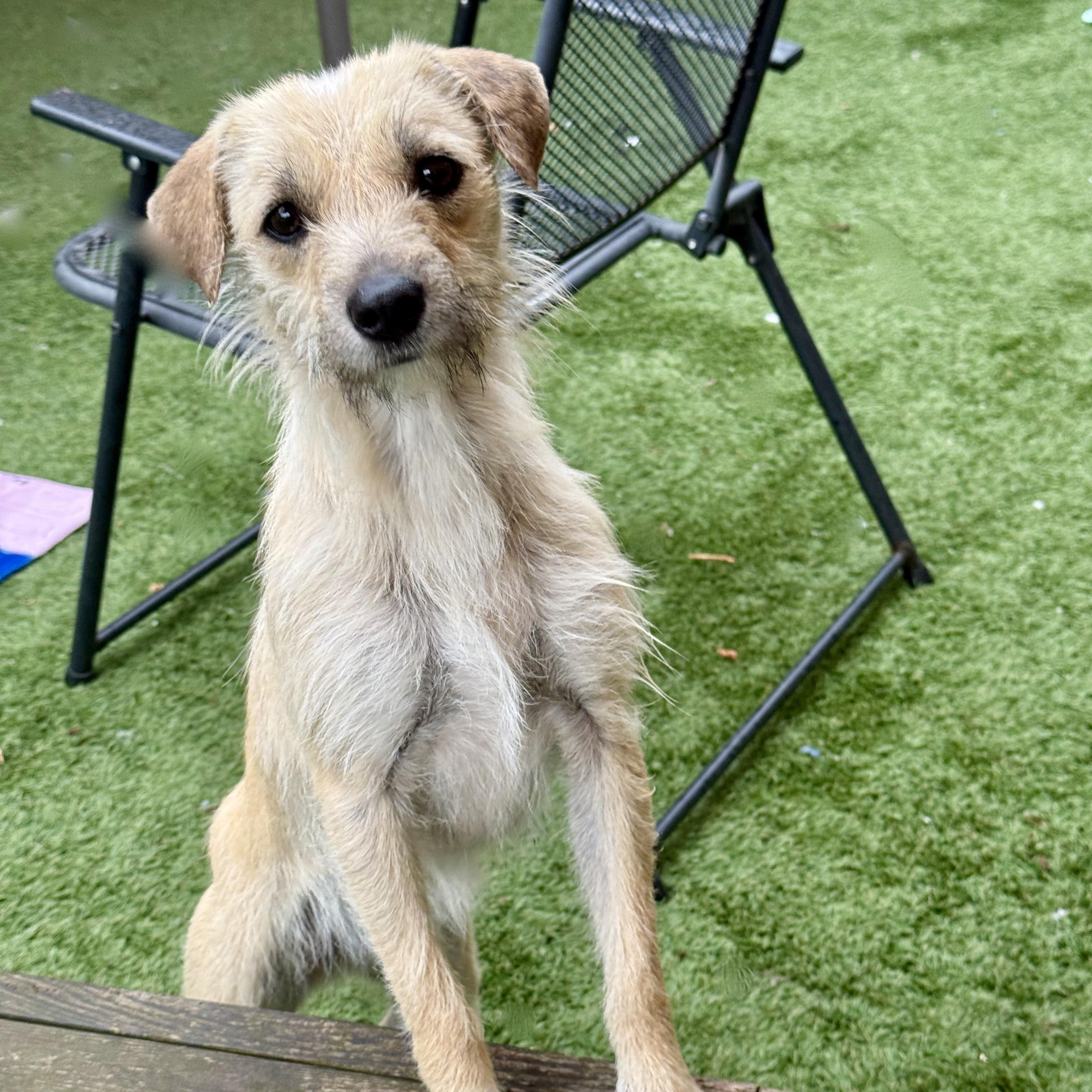 French Fry, a ADOPTABLE mixed breed in modesto, CA image 2/6