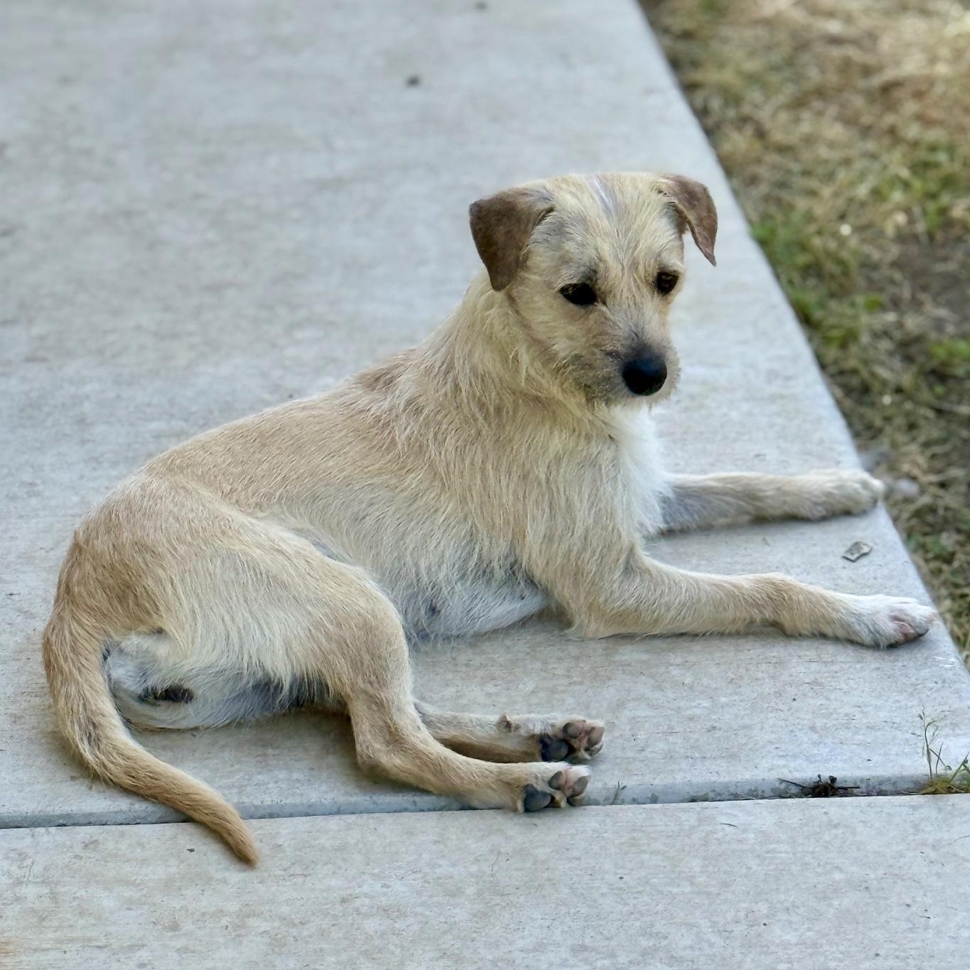 French Fry, a ADOPTABLE mixed breed in modesto, CA image 3/6
