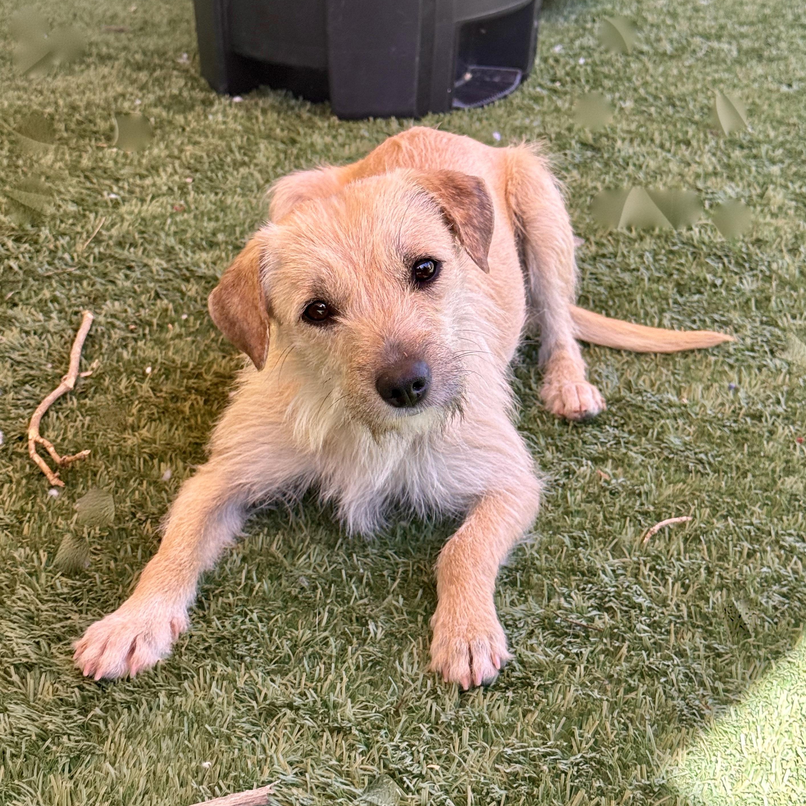 French Fry, a ADOPTABLE mixed breed in modesto, CA image 5/6