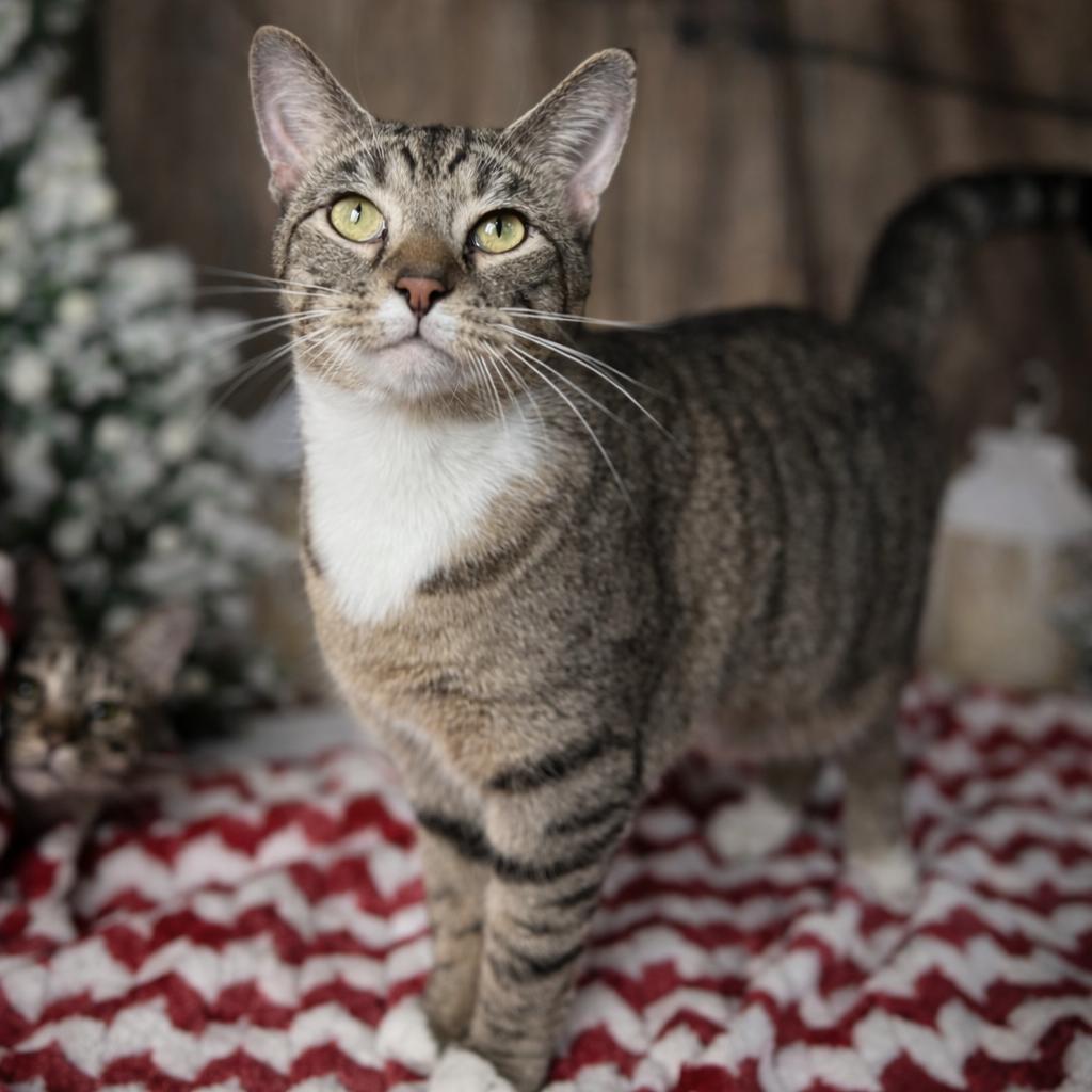 Enlarge Blueberry, a ADOPTABLE Domestic Short Hair in Rixeyville, VA image 5/5