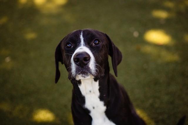 Enlarge CASPER, a Adoptable Pit Bull Terrier in Orlando, FL image 1/1