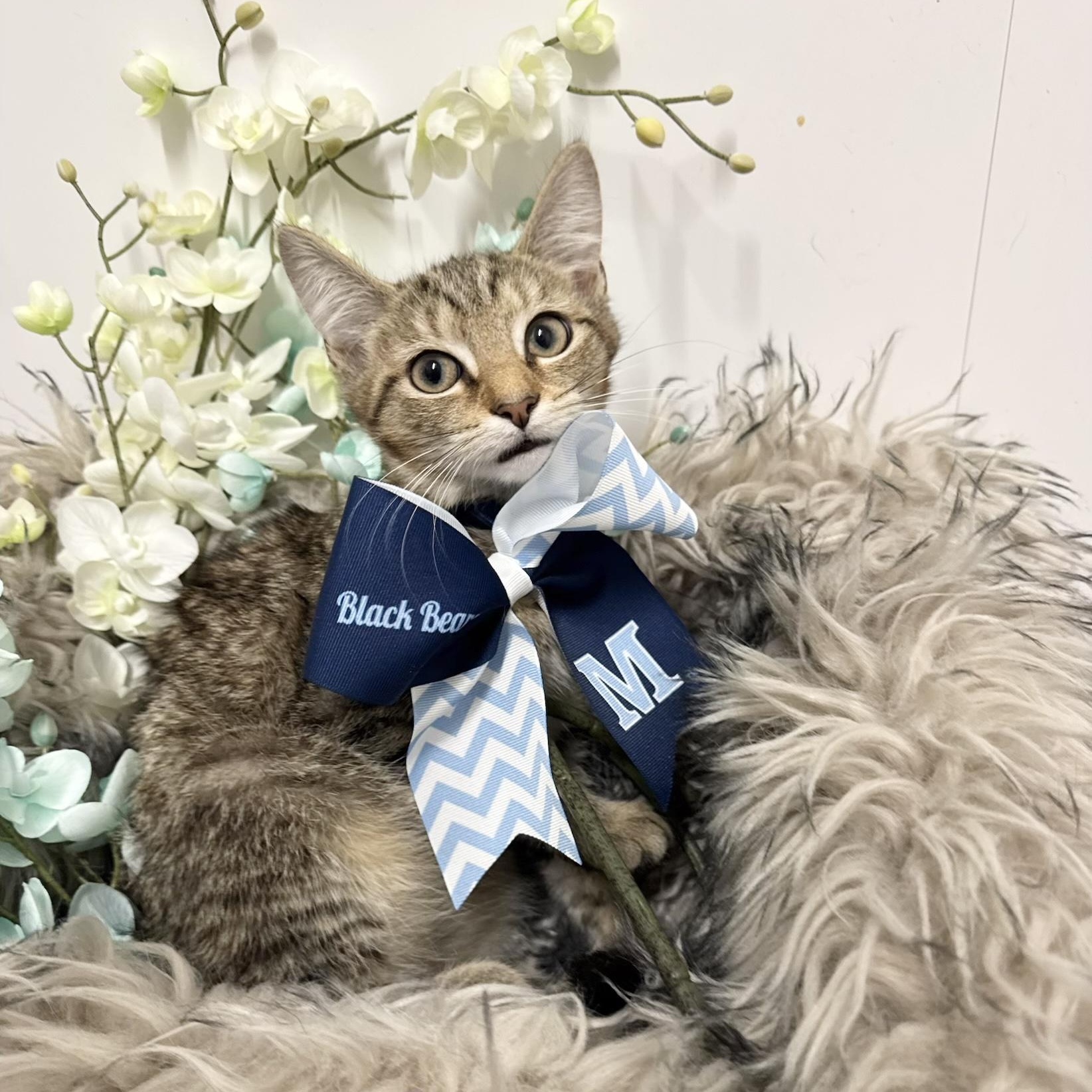 Snuggly Troy, ADOPTABLE, Kitten Male Maine Coon & Tabby.