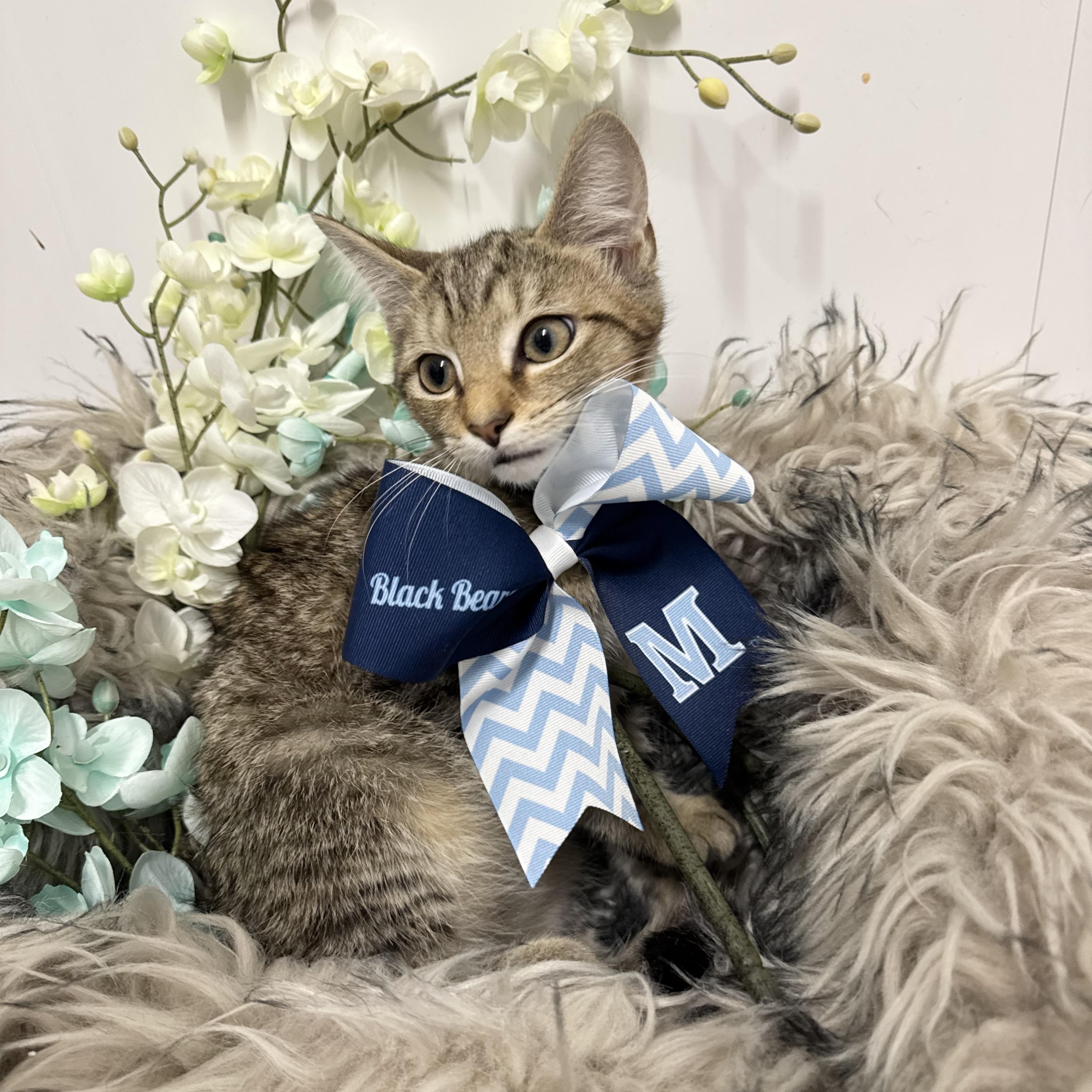 Enlarge Snuggly Troy, a ADOPTABLE mixed breed in West Hartford , CT image 4/5