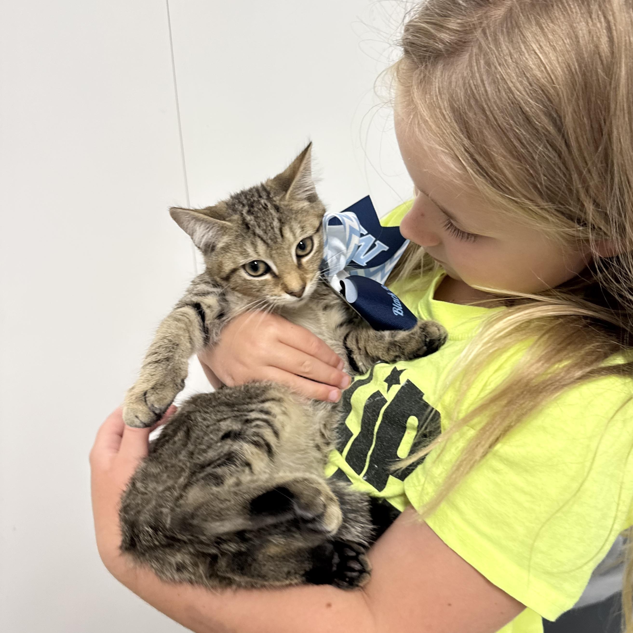 Enlarge Snuggly Troy, a ADOPTABLE mixed breed in West Hartford , CT image 2/5
