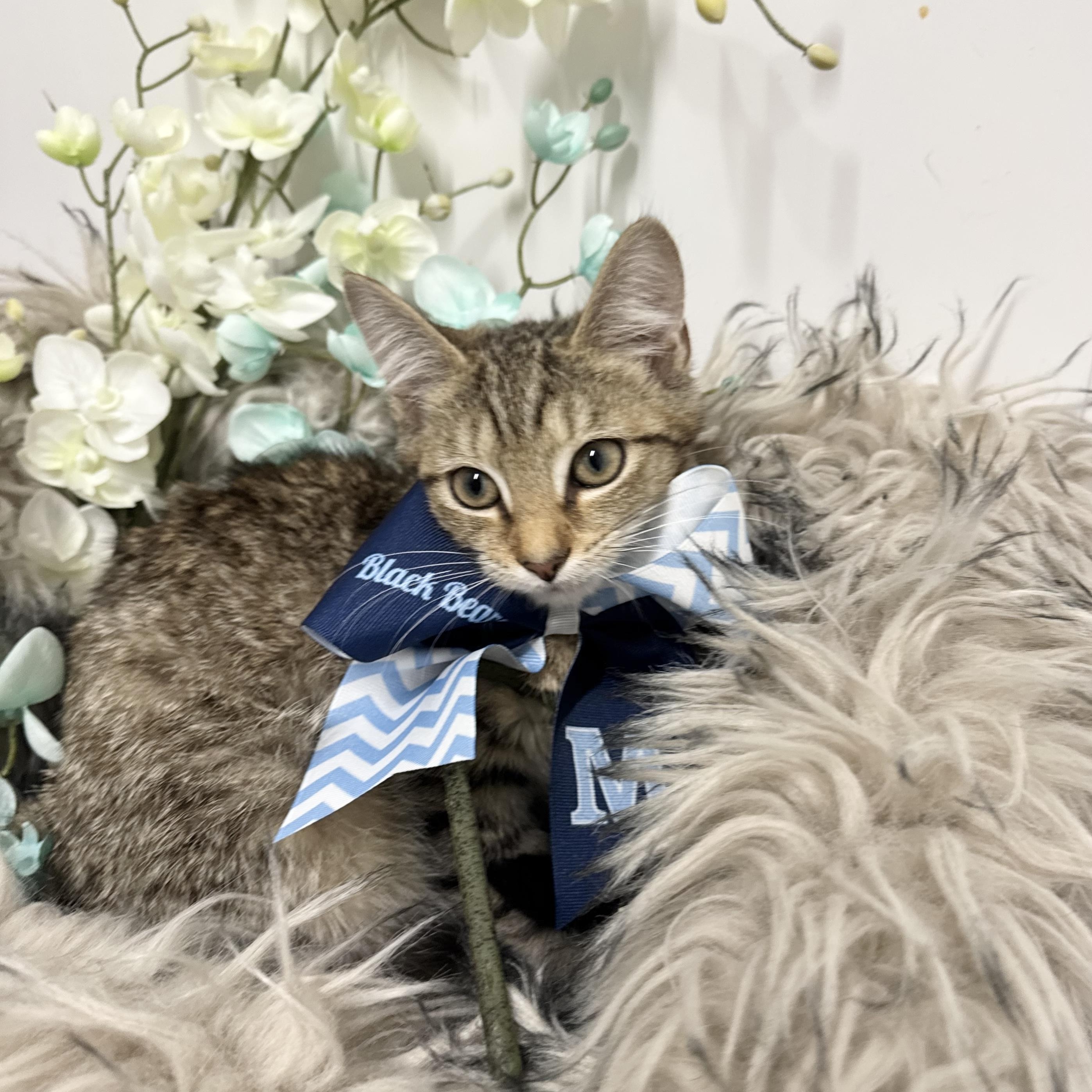 Enlarge Snuggly Troy, a ADOPTABLE mixed breed in West Hartford , CT image 5/5