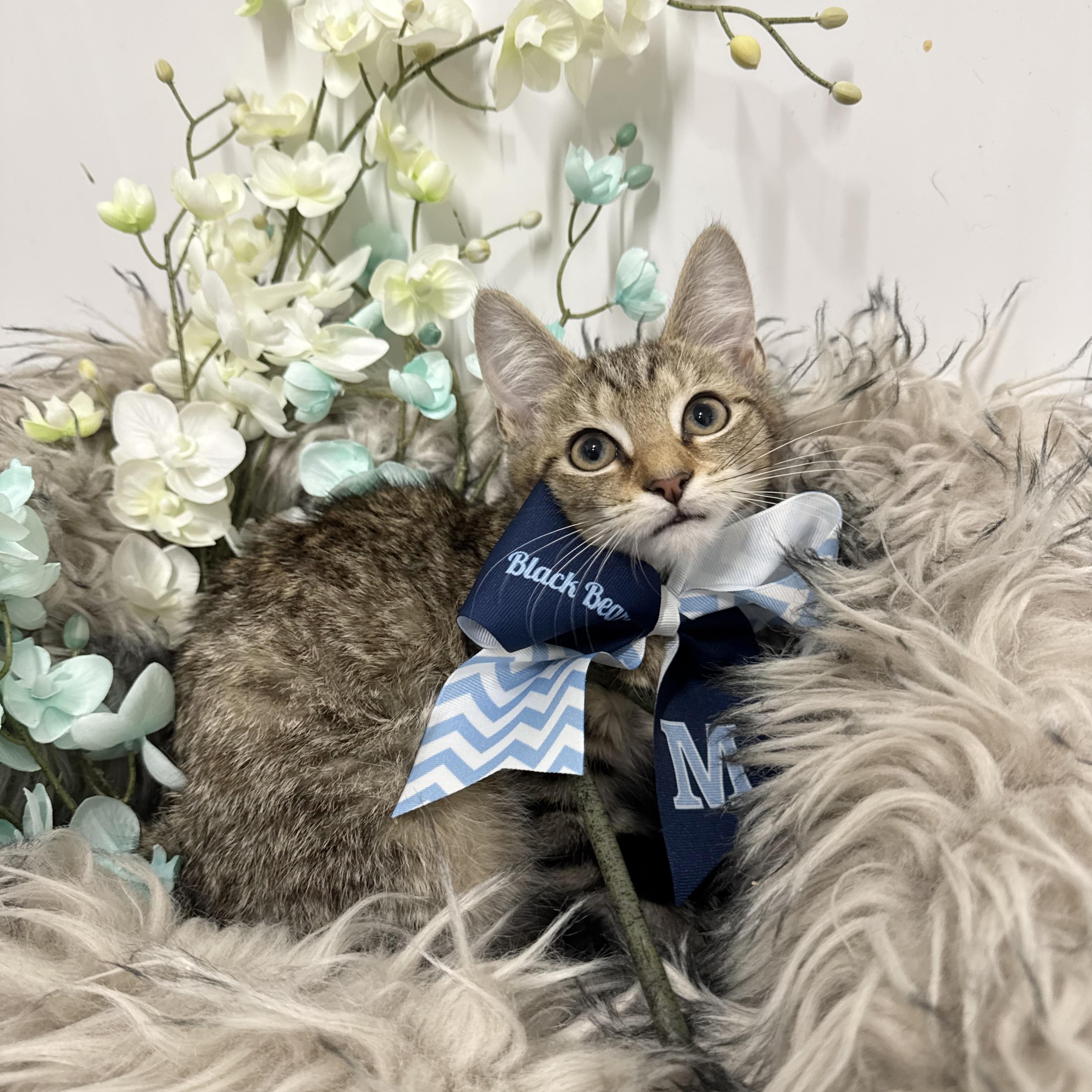 Enlarge Snuggly Troy, a ADOPTABLE mixed breed in West Hartford , CT image 3/5
