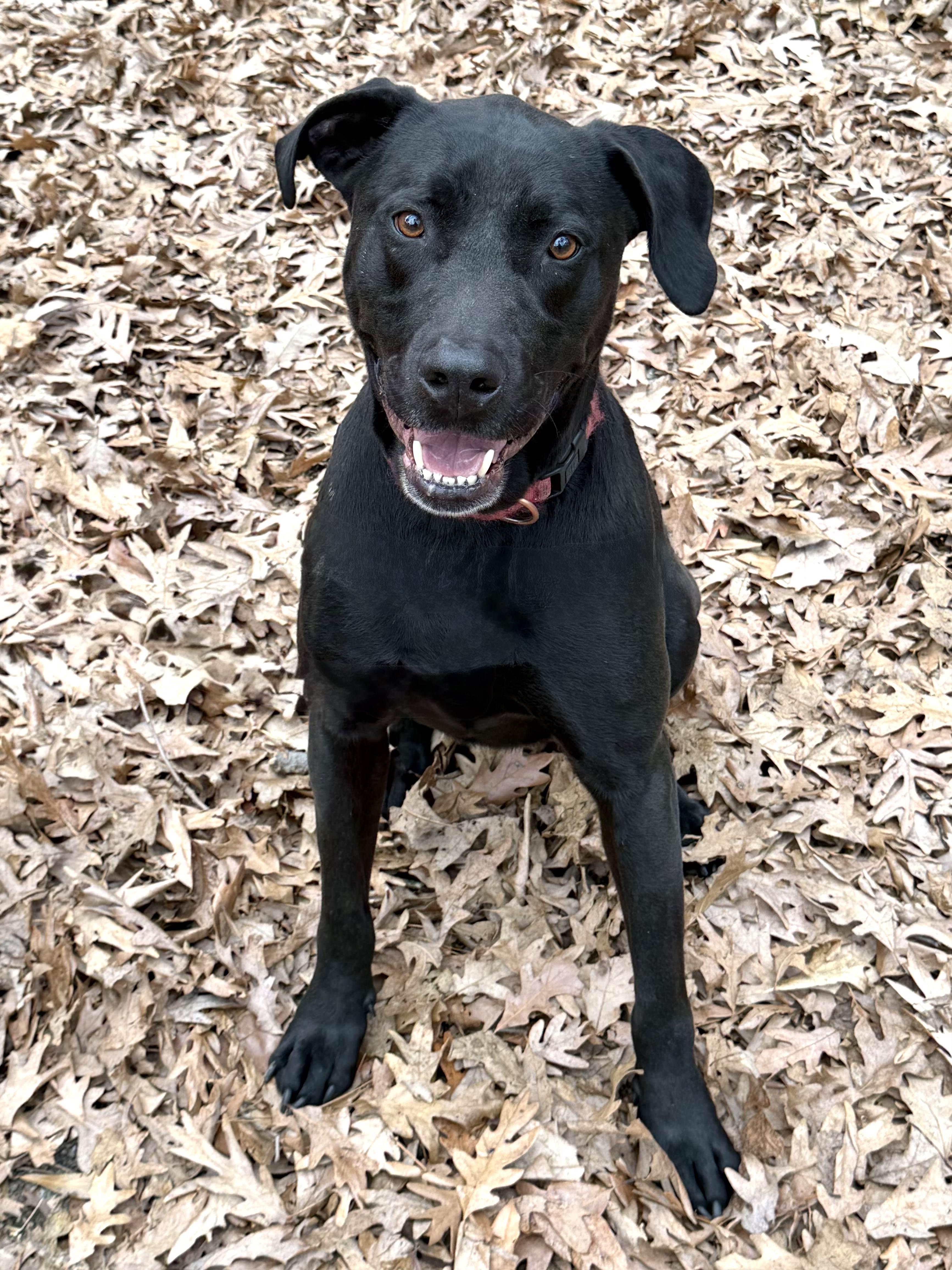 Enlarge LeBron - AVAILABLE TO FOSTER OR ADOPT, a Adoptable mixed breed in Clayton, NC image 6/6