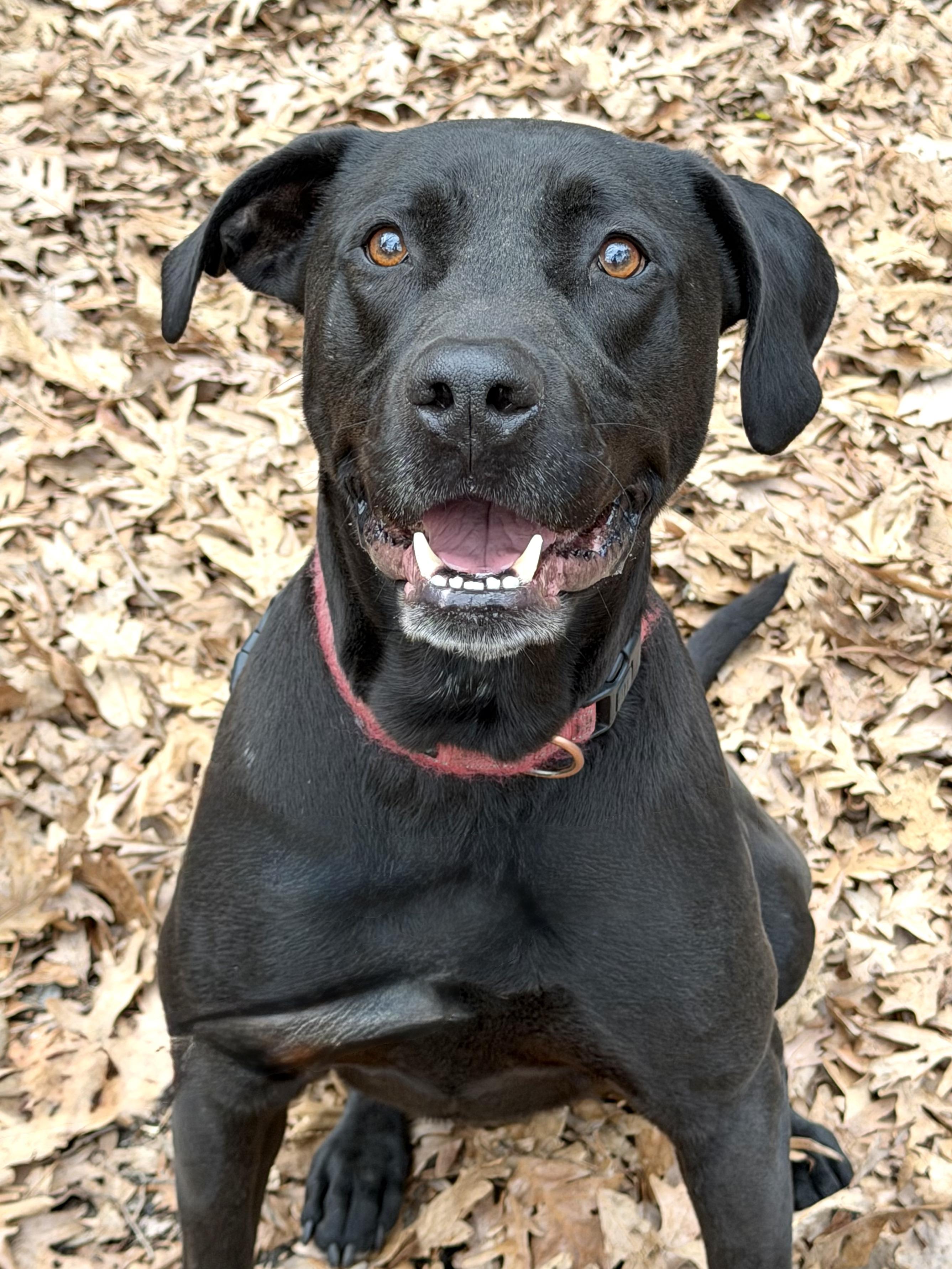 LeBron - AVAILABLE TO FOSTER OR ADOPT, Adoptable, Adult Male Labrador Retriever.