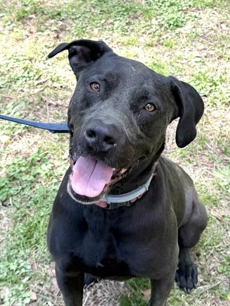 LeBron - AVAILABLE TO FOSTER OR ADOPT, a Adoptable mixed breed in Clayton, NC image 1/6