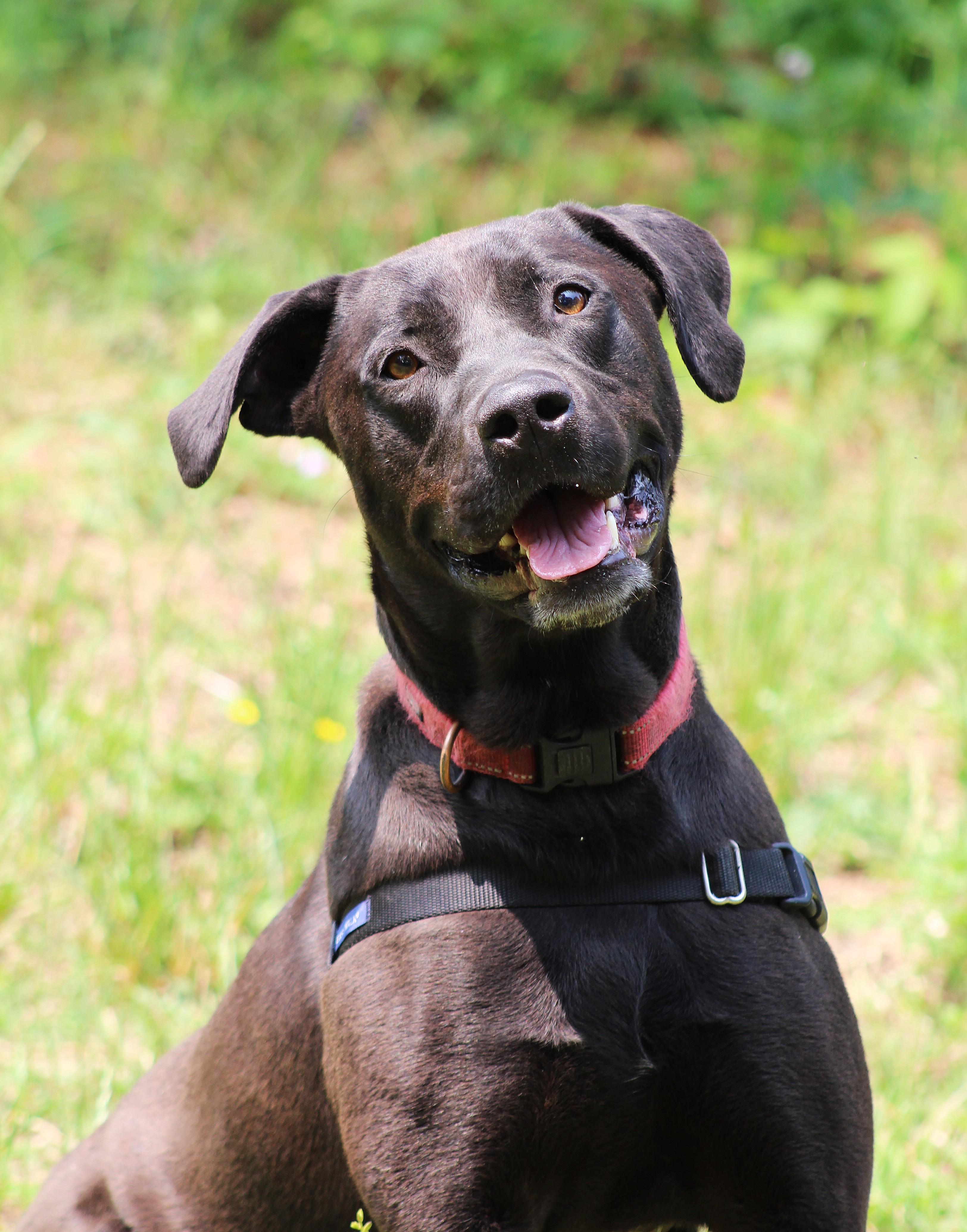 LeBron, Adoptable, Adult Male Labrador Retriever.