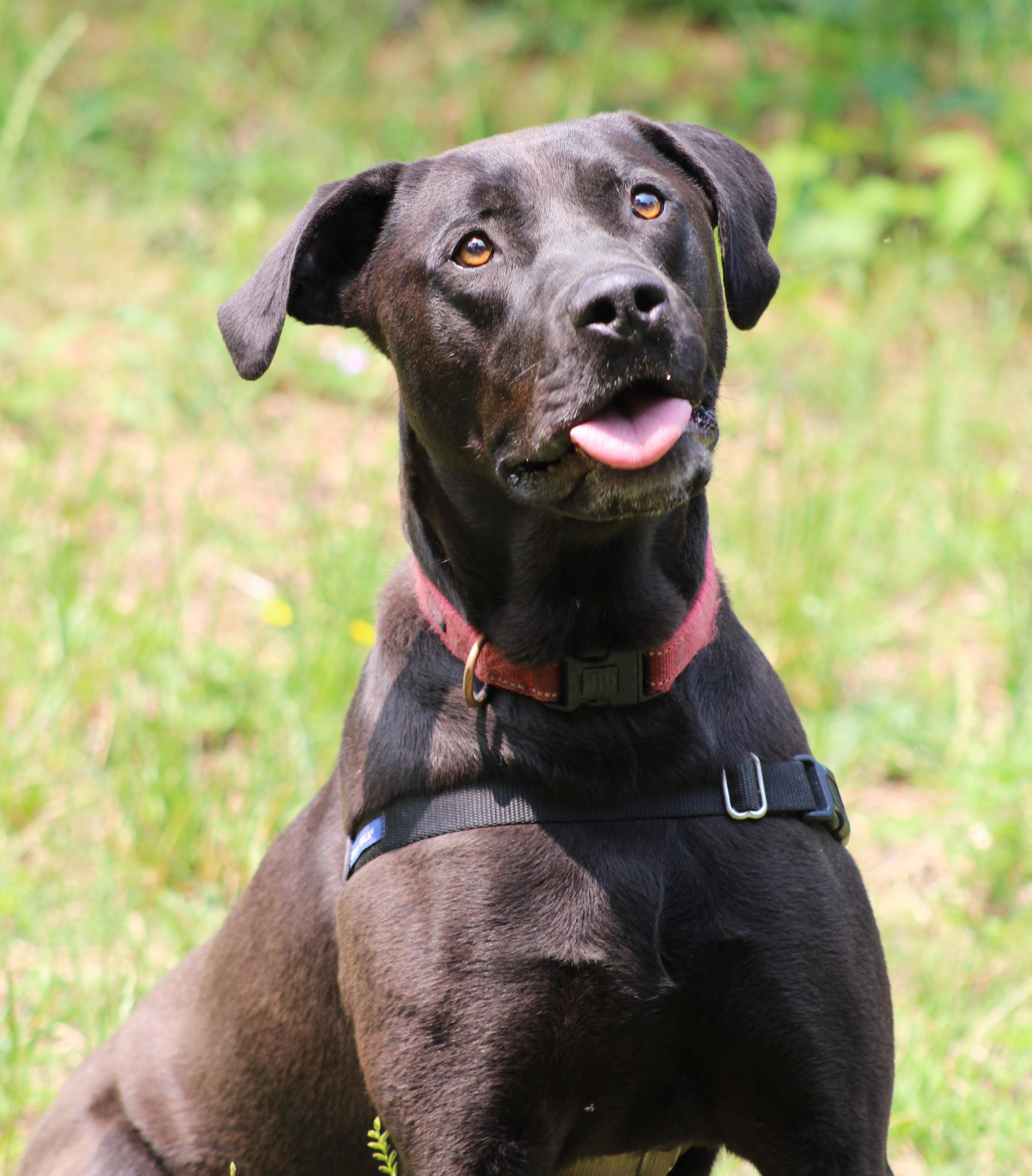 Enlarge LeBron, a Adoptable mixed breed in Clayton, NC image 6/6