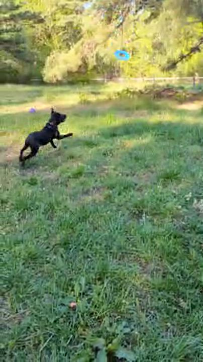 Enlarge LeBron, a Adoptable mixed breed in Clayton, NC video 2/6