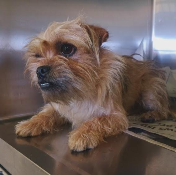 Enlarge Harry, an adoptable mixed breed in Los Angeles, CA image 2/6
