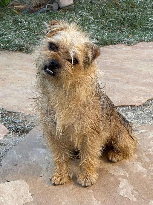 Enlarge Harry, an adoptable mixed breed in Los Angeles, CA image 5/6