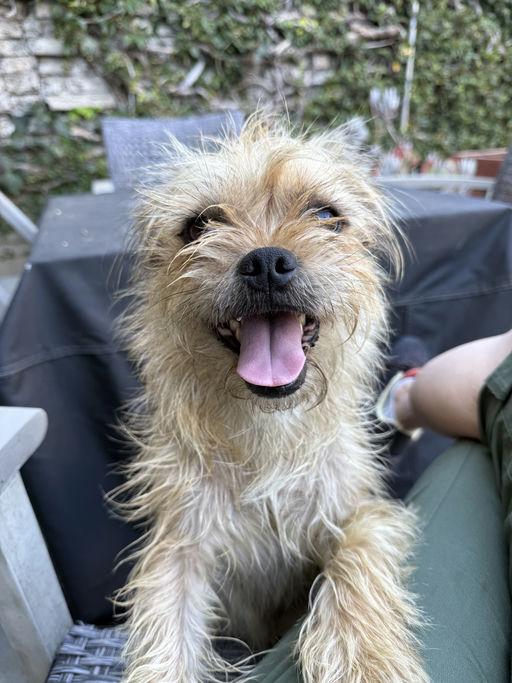 Enlarge Harry, an adoptable mixed breed in Los Angeles, CA image 4/6