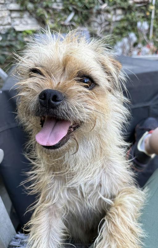 Enlarge Harry, an adoptable mixed breed in Los Angeles, CA image 6/6