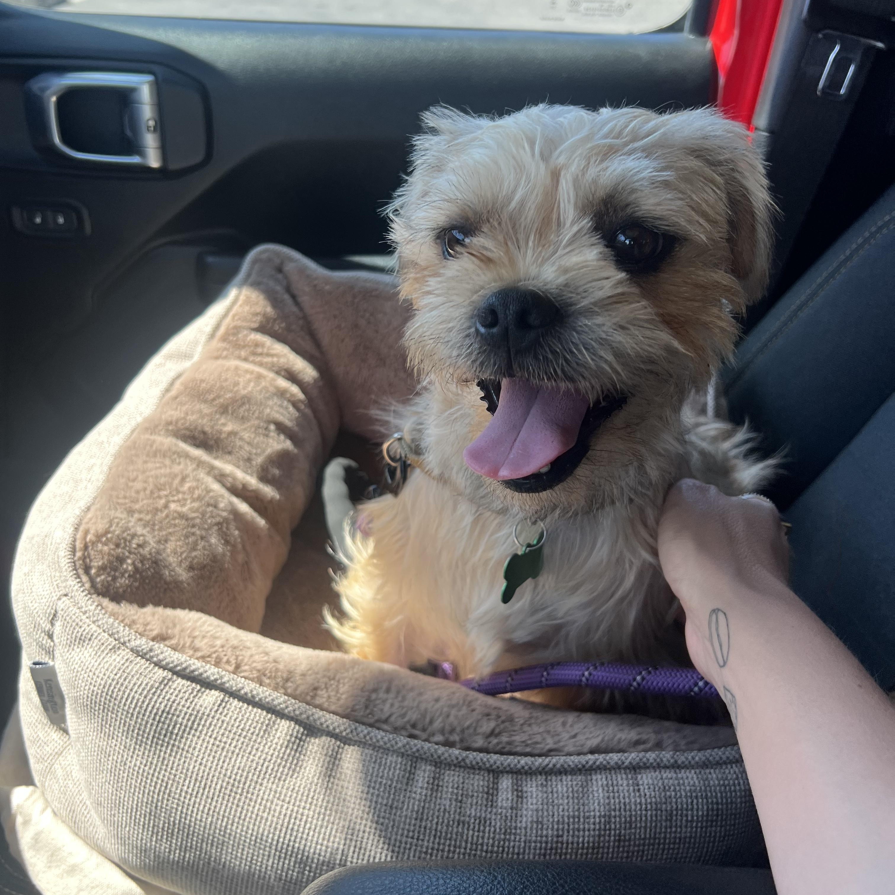Enlarge Harry, a Adoptable mixed breed in Los Angeles, CA image 2/6