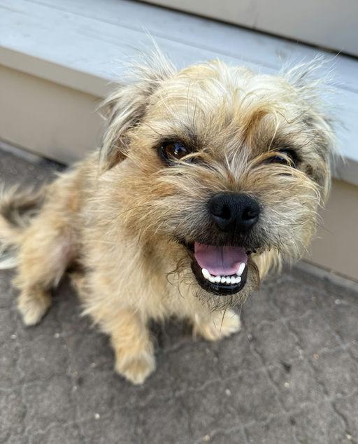 Harry, adoptable, Young Male Terrier.