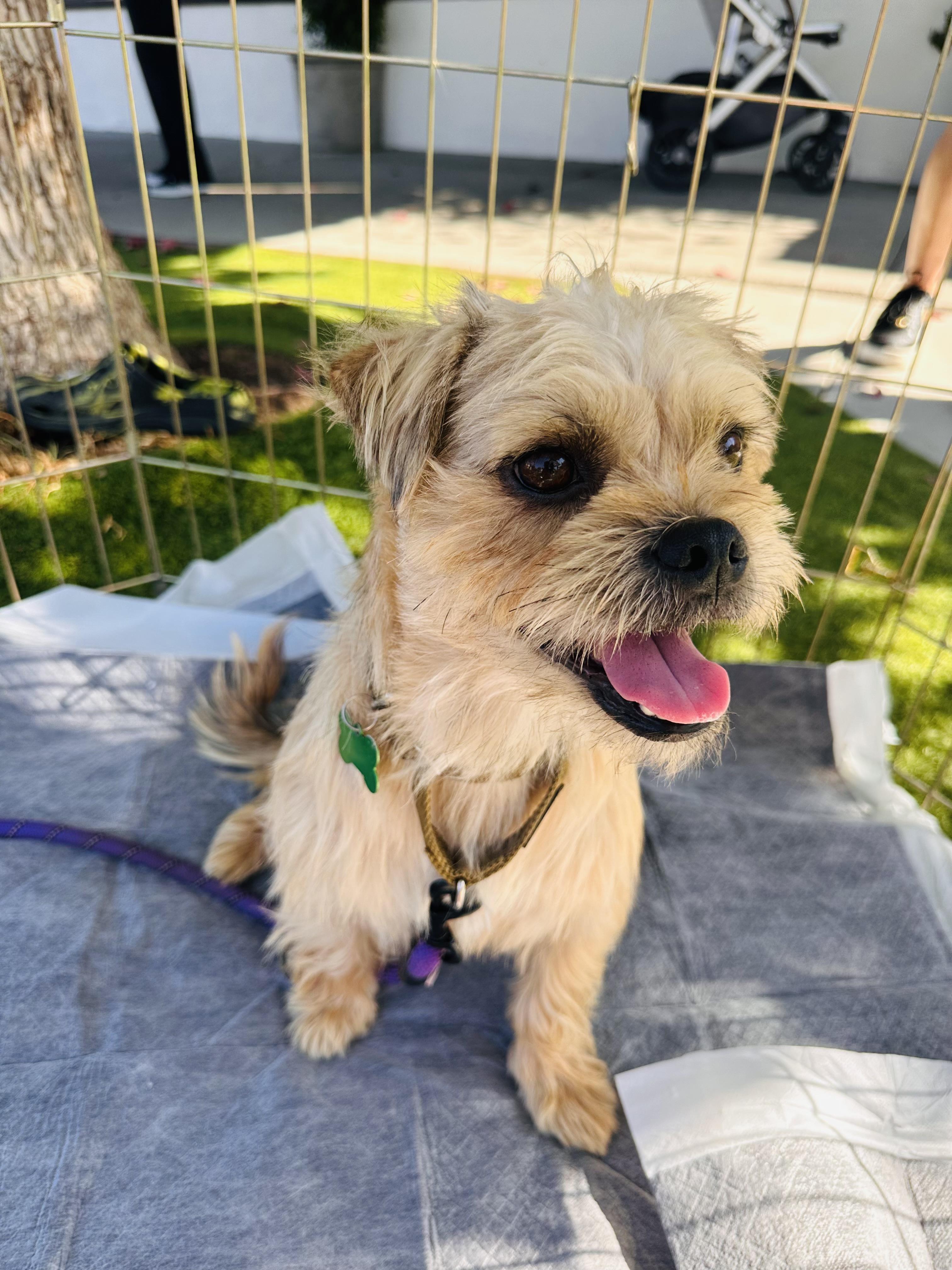 Harry, Adoptable, Young Male Terrier.