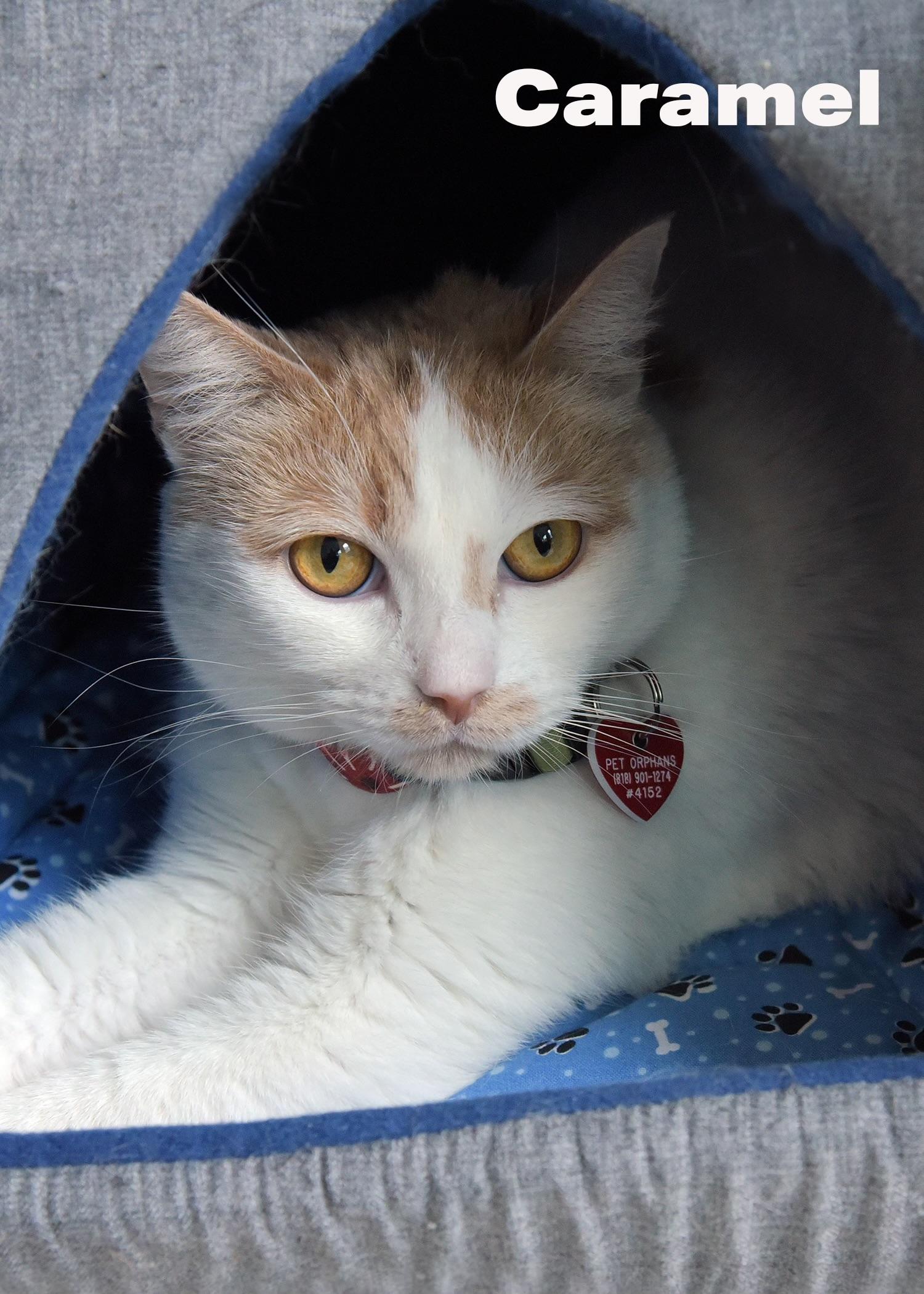 Caramelo, ADOPTABLE, Young Male Domestic Short Hair.