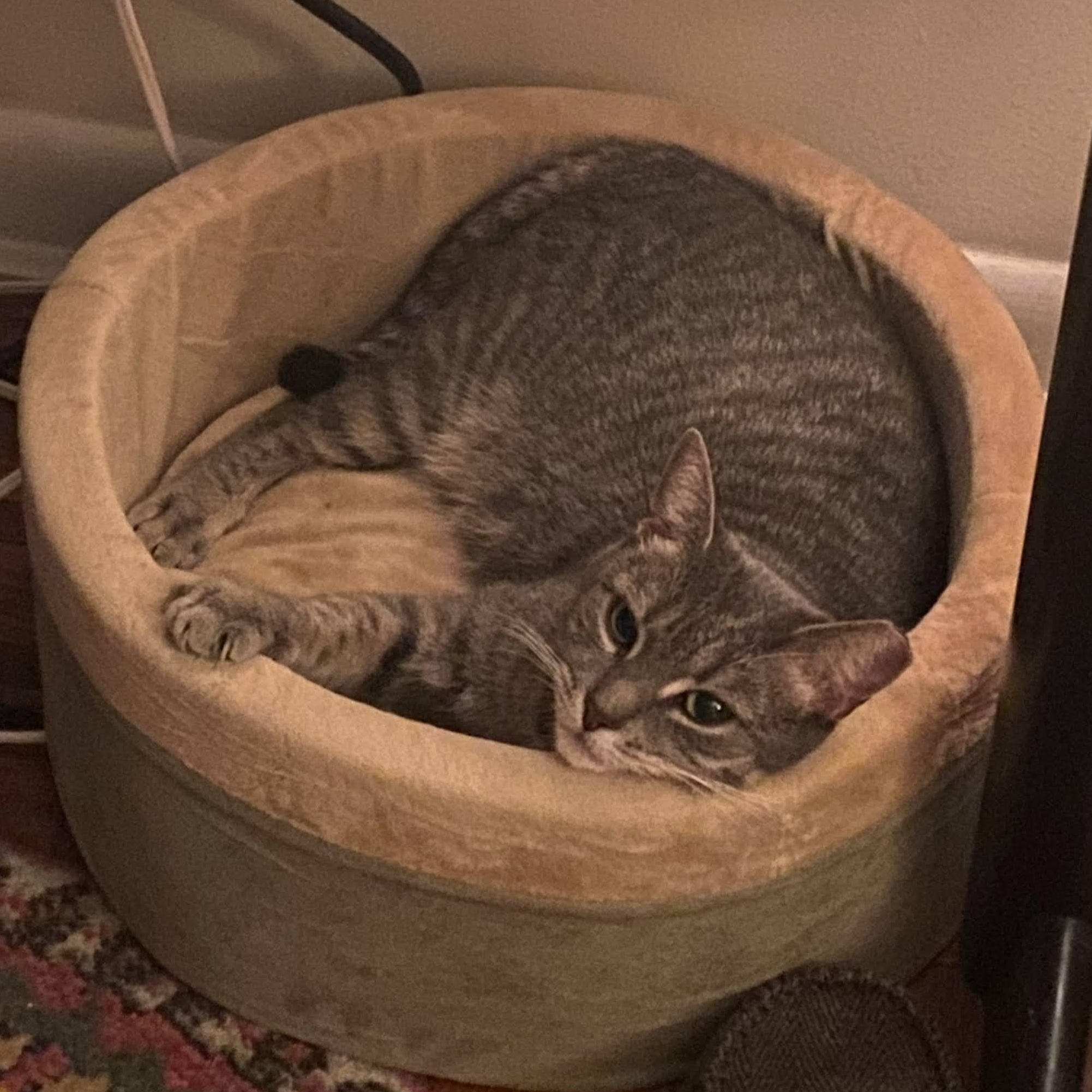 Enlarge Falafel, a ADOPTABLE Domestic Short Hair in brooklyn, NY image 5/6