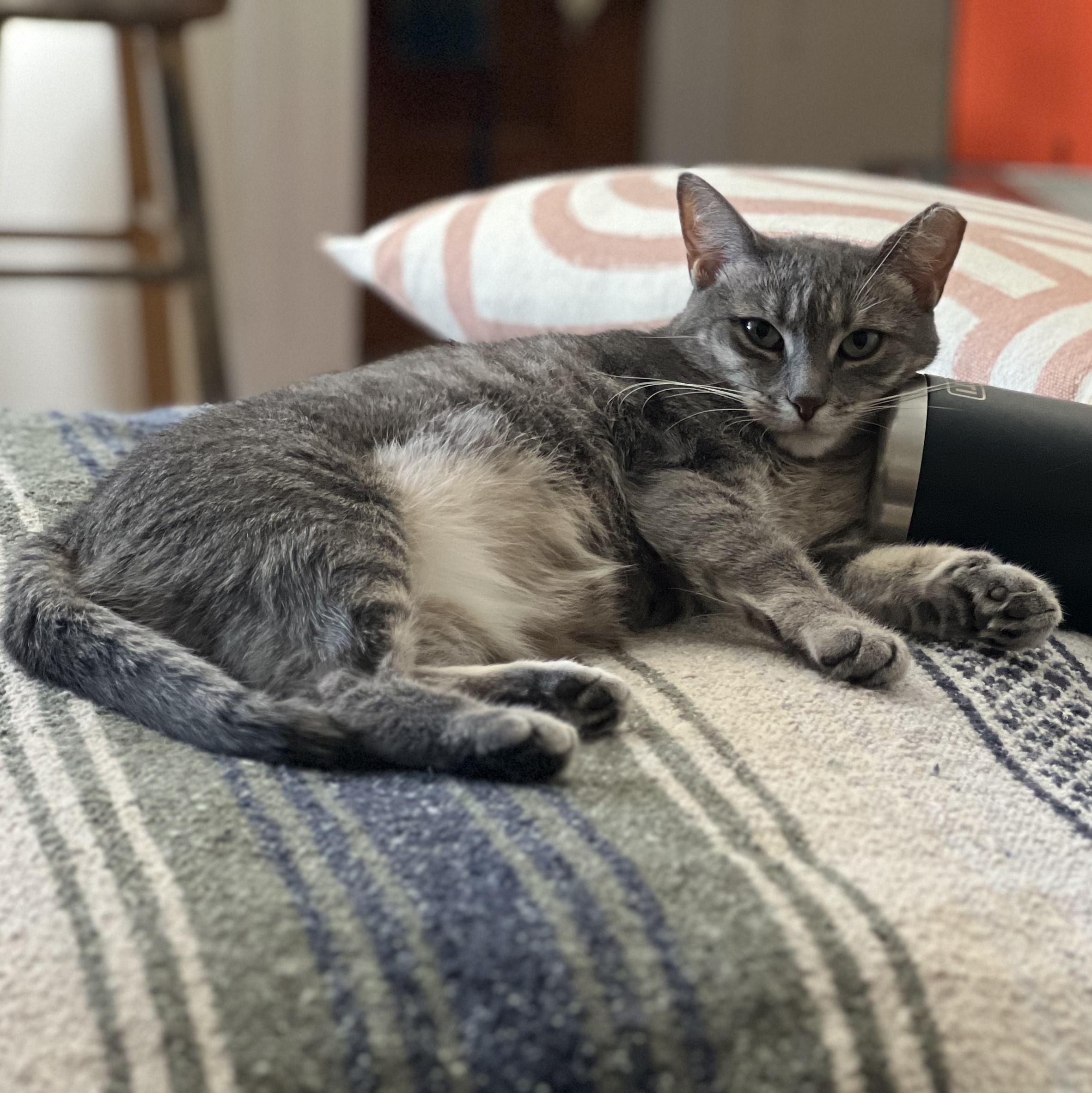 Enlarge Falafel, a ADOPTABLE Domestic Short Hair in brooklyn, NY image 2/6