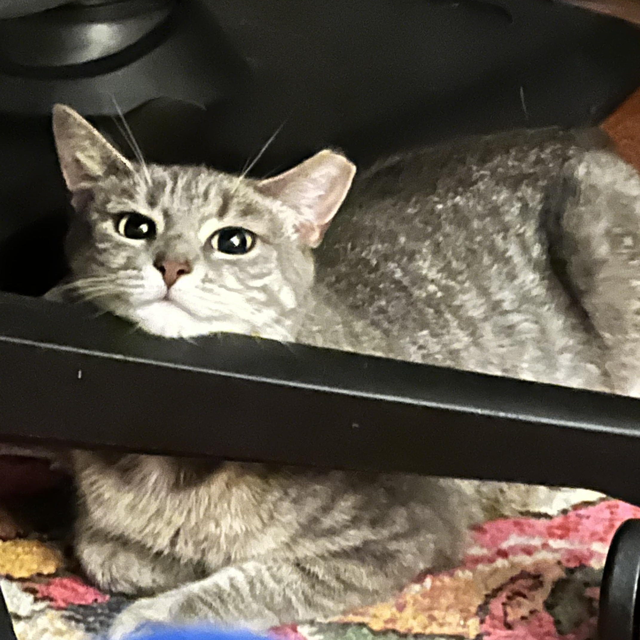 Enlarge Falafel, a ADOPTABLE Domestic Short Hair in brooklyn, NY image 4/6