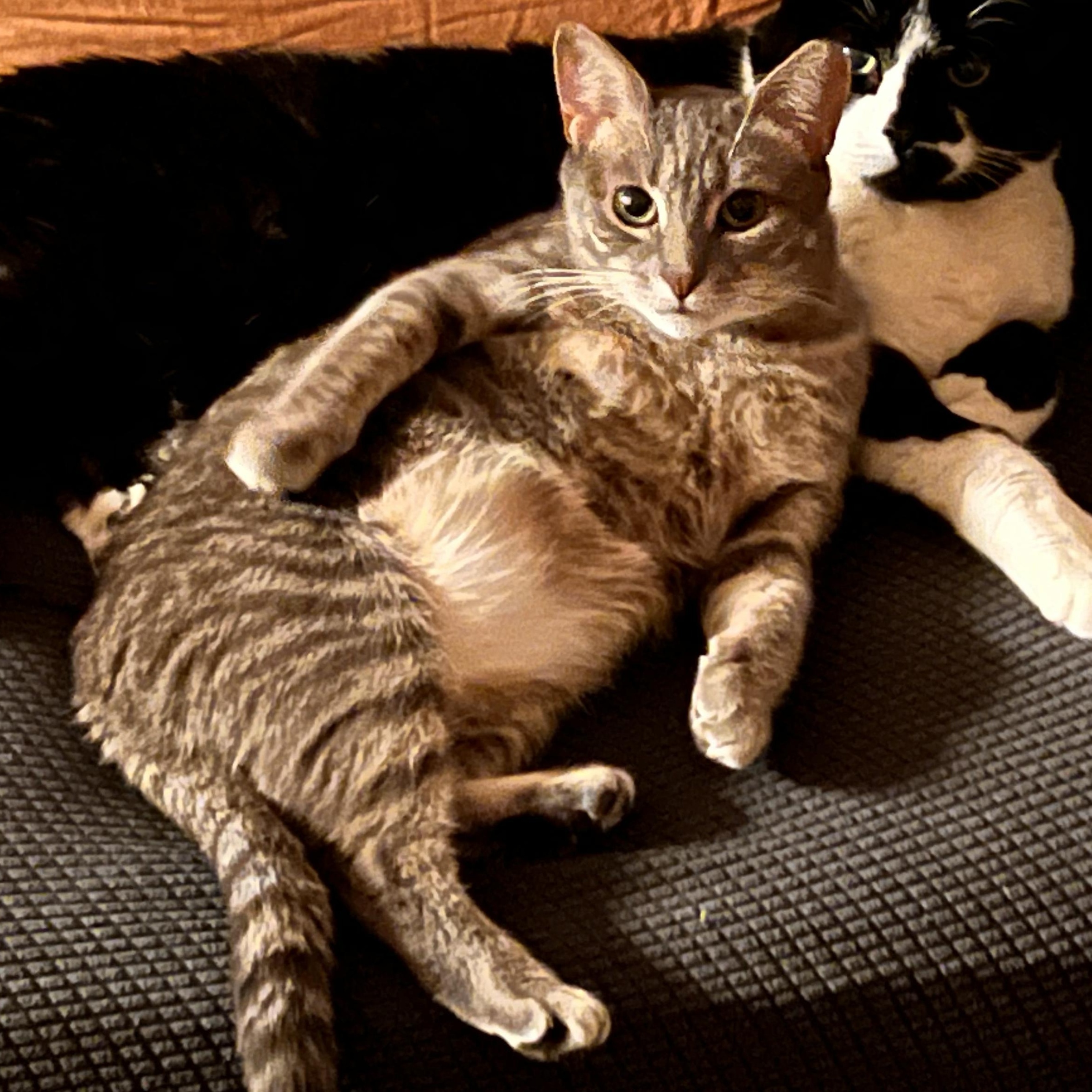 Enlarge Falafel, a ADOPTABLE Domestic Short Hair in brooklyn, NY image 1/6