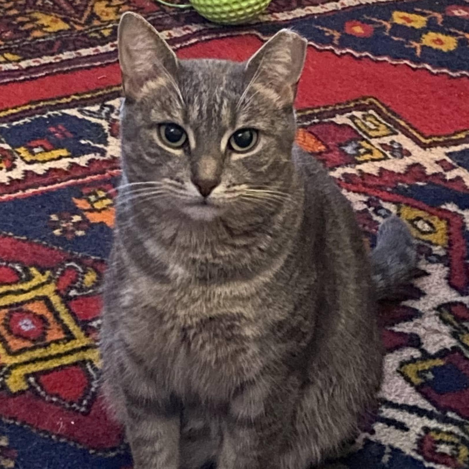 Enlarge Falafel, a ADOPTABLE Domestic Short Hair in brooklyn, NY image 3/6