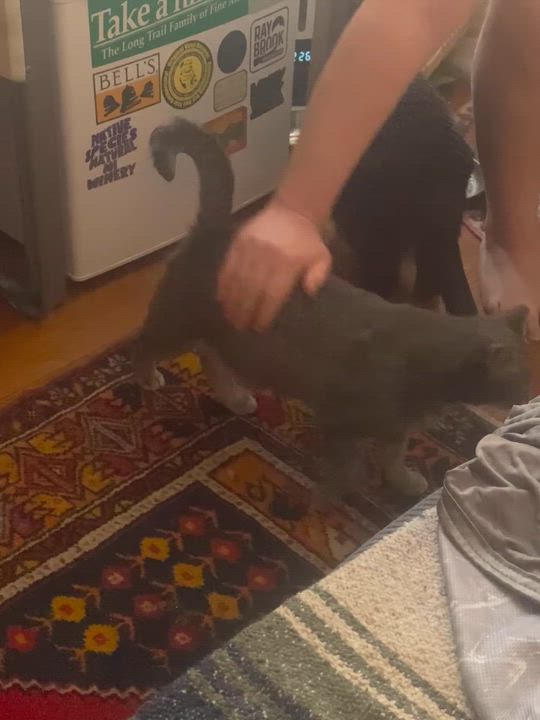 Enlarge Falafel, a ADOPTABLE Domestic Short Hair in brooklyn, NY video 6/6