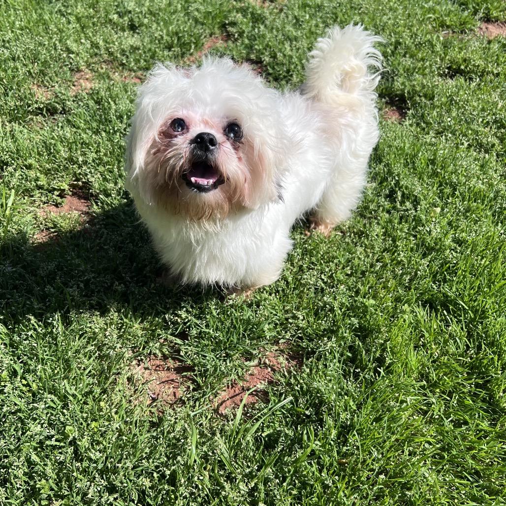 Benji, Adoptable, Adult Male Shih Tzu.