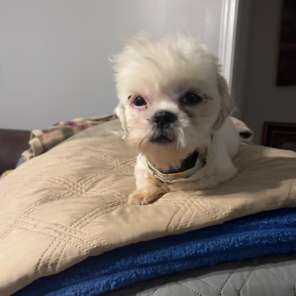 Benji, Adoptable, Young Male Shih Tzu.