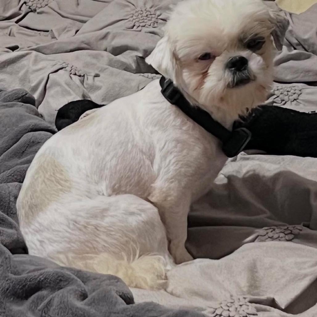 Enlarge Benji, a Adoptable Shih Tzu in Griffin, GA image 2/2