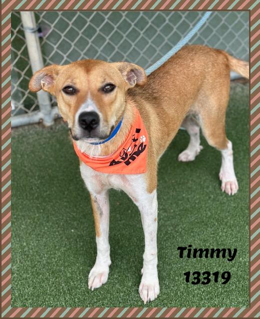 TIMMY, a ADOPTABLE mixed breed in Marietta, GA image 4/6