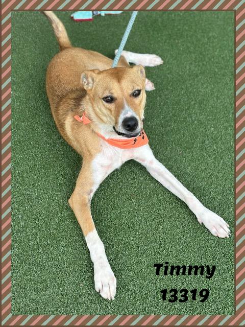 TIMMY, a ADOPTABLE mixed breed in Marietta, GA image 3/6
