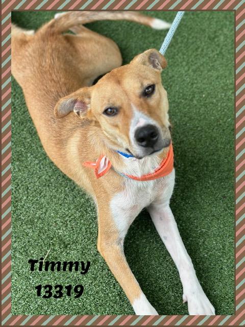 TIMMY, a ADOPTABLE mixed breed in Marietta, GA image 5/6