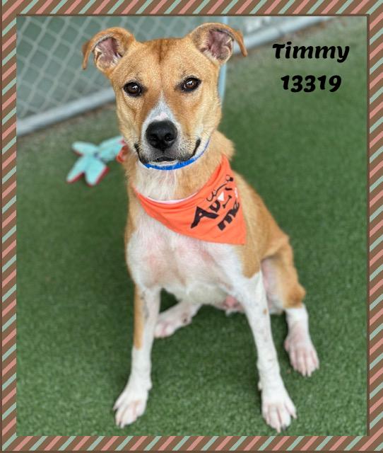 TIMMY, ADOPTABLE, Young Male Hound & Border Collie.