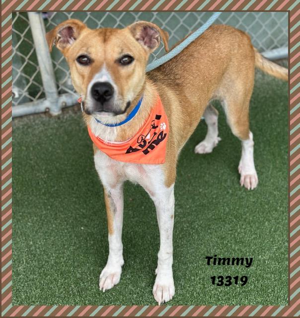 TIMMY, a ADOPTABLE mixed breed in Marietta, GA image 6/6