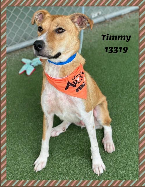 TIMMY, a ADOPTABLE mixed breed in Marietta, GA image 2/6