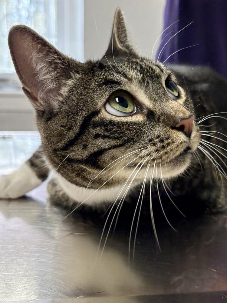 Ramsey, Adoptable, Adult Female Domestic Short Hair.