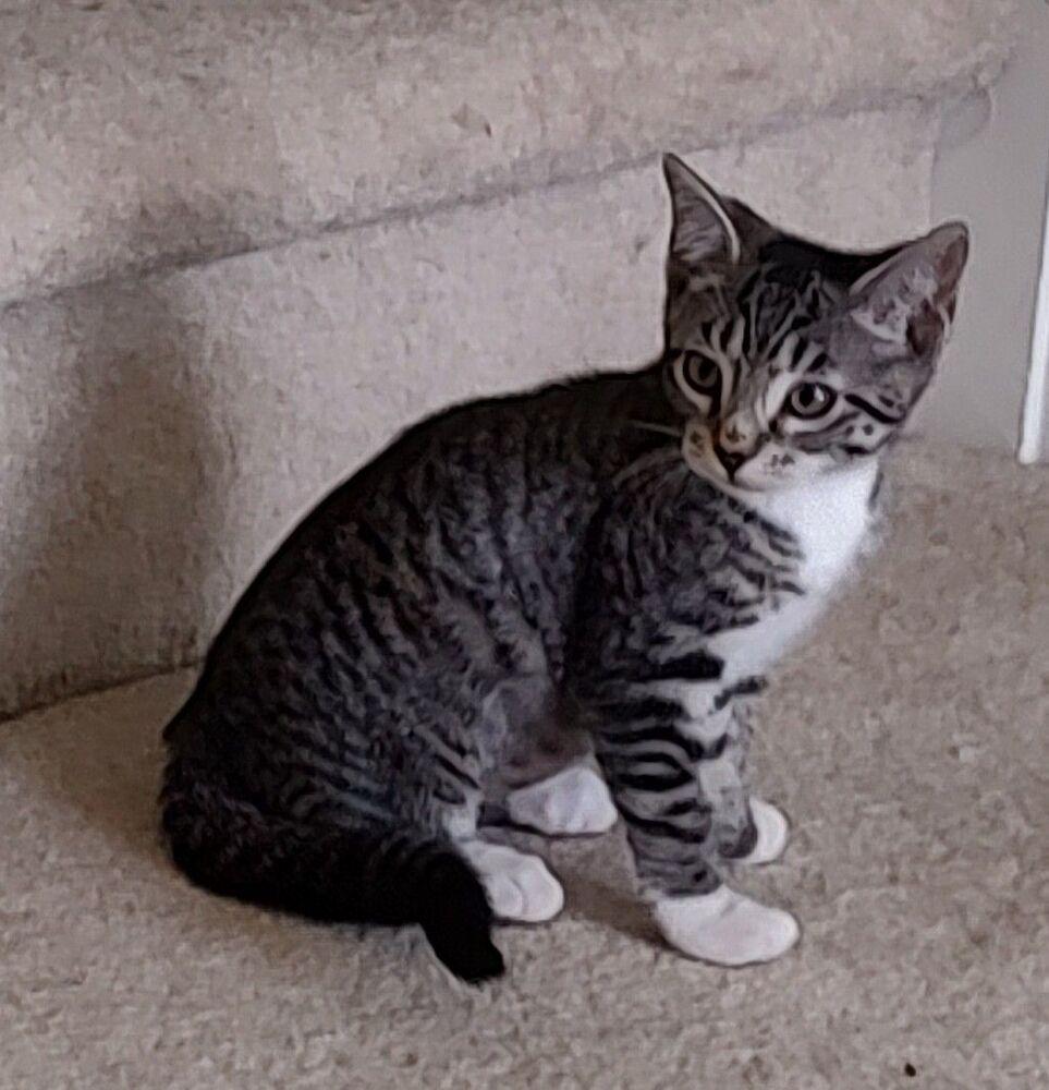 Ramsey, Adoptable, Adult Female Domestic Short Hair.