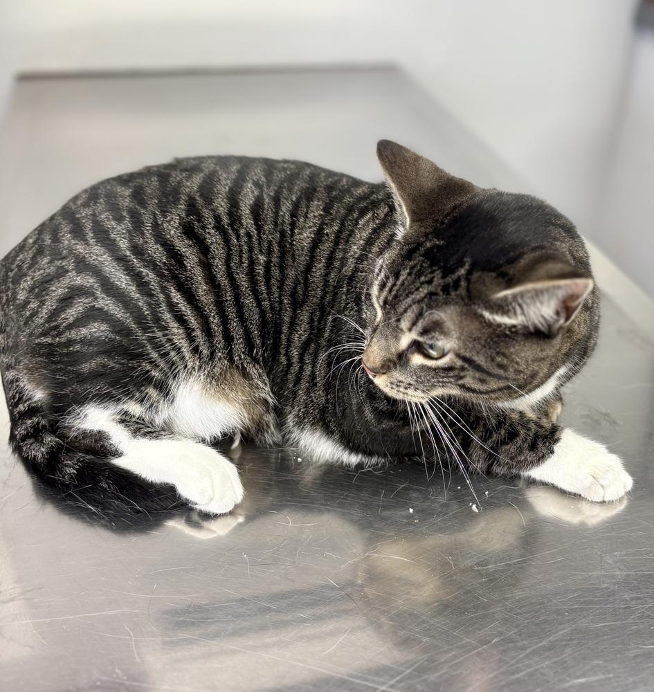 Ramsey, a Adoptable mixed breed in East Greenville, PA image 4/6